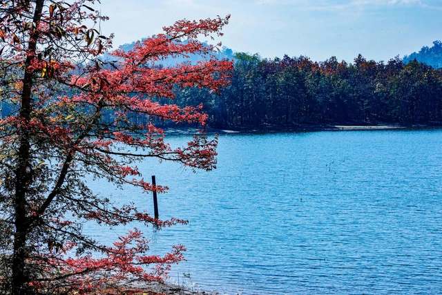 Mê mẩn với rừng khộp lớn nhất Việt Nam vào mùa thay lá